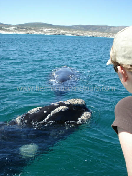 Whale Watching Boat trips in Hermanus, near Cape Town, South Africa