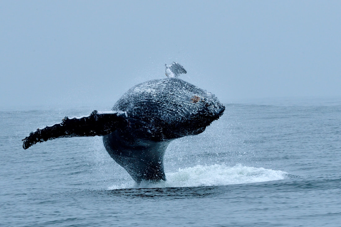 Humpback whales at Yzrfontein - January 2024