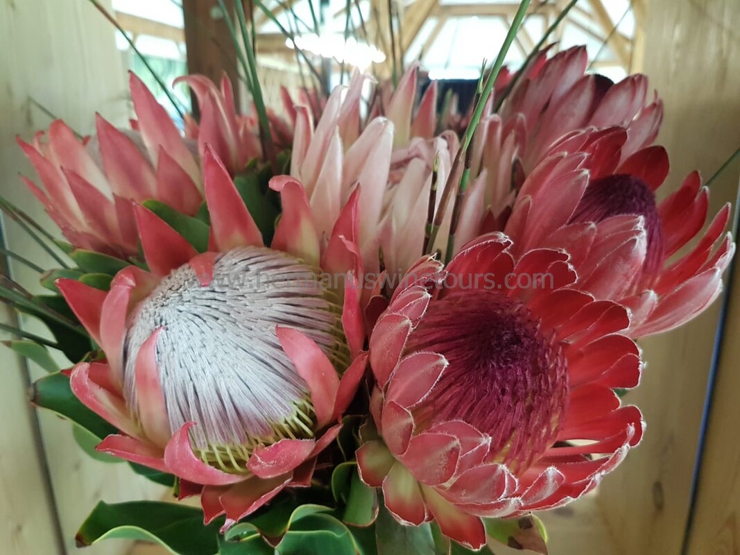 King Protea, fynbos flowers, table decorations, Hermanus restaurant, near Cape Town, South Arica