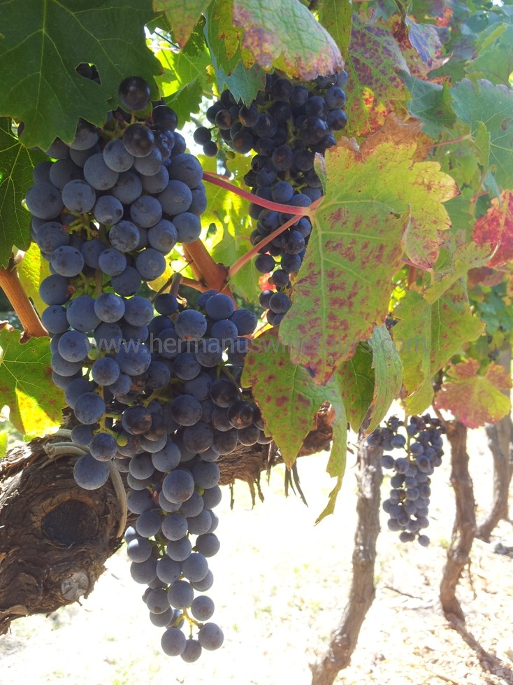 Wine grapes ready for harvest Hermanus, Stanford, Botrivers, Elgin winelands, near Cape Town South Africa