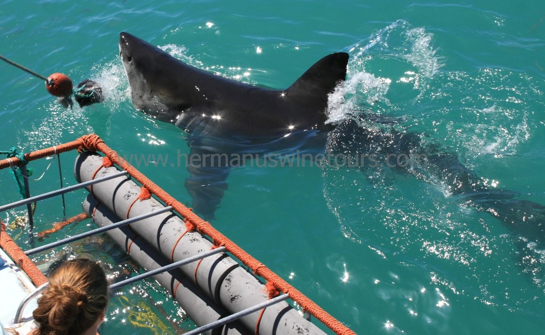 Great White and Copper Shark cage diving boat trips, Hermanus, near Cape Town, South Africa