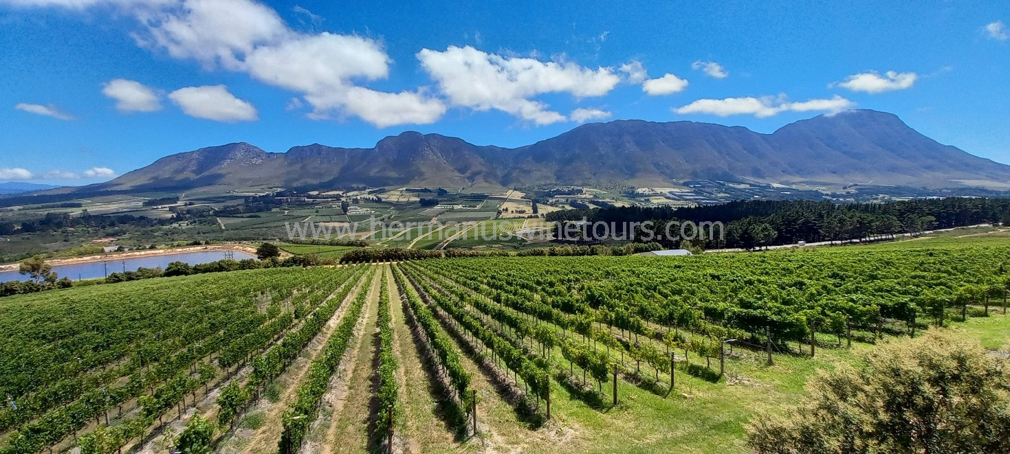Hermanus wine valley of Hemel-en-Aarde has over 22 wineries and 120 award winning wines, plus 5 great restaurants to enjoy, near Cape Town, South Africa