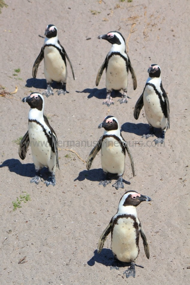 Penguin colony tours and trips, Hermanus, near Cape Town, South Africa