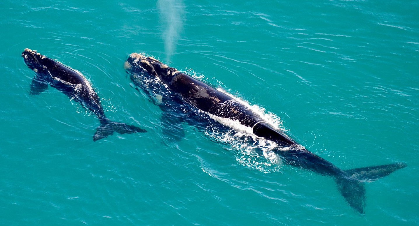 Southern Right Whales in Hermanus, mother and baby, viewed from a helicopter flight. June to Dec each year.