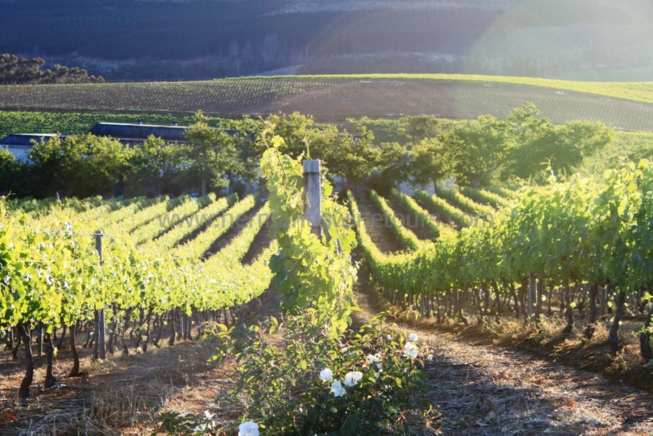 Hermanus Wine estates and vineyards, Hemel-en-Aarde valley, near Cape Town, South Africa