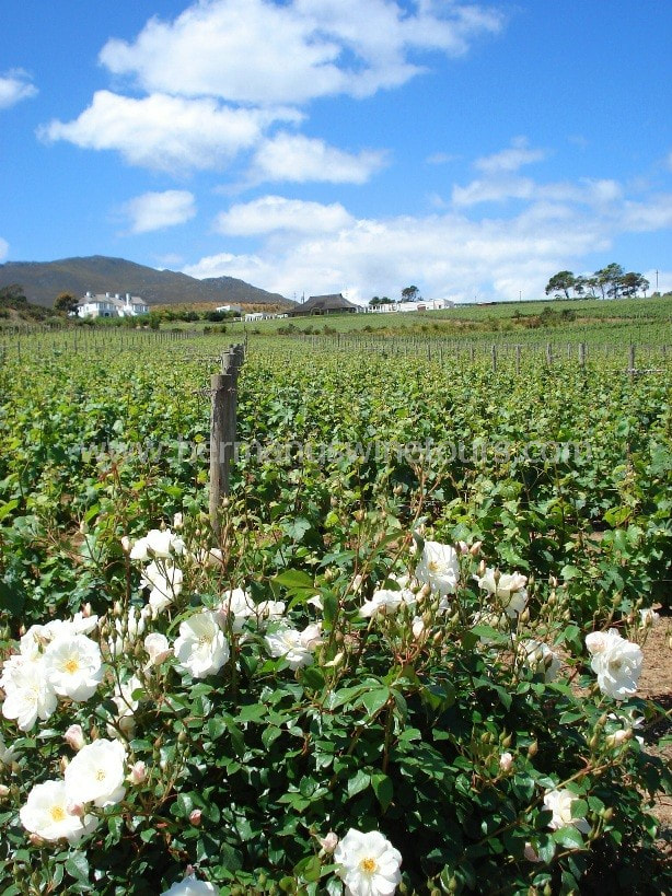 Winery vineyards in Hermanus, Stanford, Botrivers, Elgin winelands, near Cape Town, South Africa